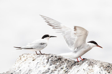 Dougalls Stern, Roseate Tern, Sterna dougallii