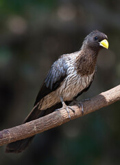Grijze Bananeneter, Western Grey Plantain-eater, Crinifer piscator
