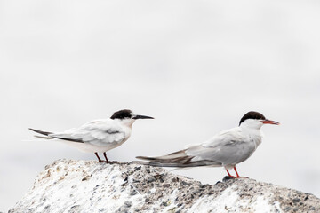 Dougalls Stern, Roseate Tern, Sterna dougallii