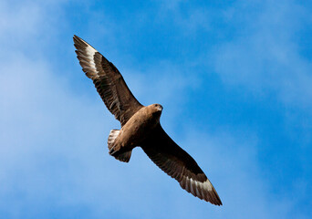 Subantarctische Grote Jager, Subantarctic Skua, Stercorarius antarcticus