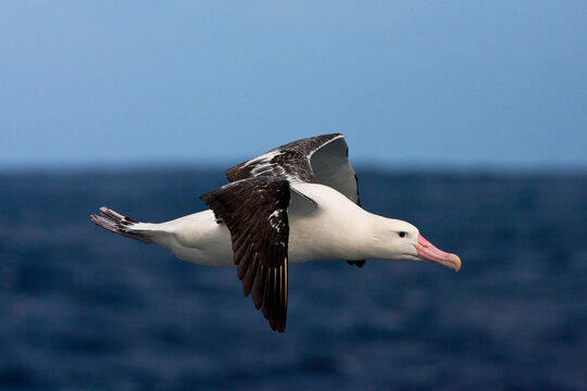 Tristanalbatros, Tristan Albatross, Diomedea dabbenena