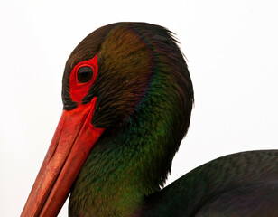 Zwarte Ooievaar, Black Stork, Ciconia nigra