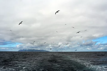 Fototapeten Wolk van zeevogels bij Gough  Clouds of seabirds with Gough island in the background © Marc