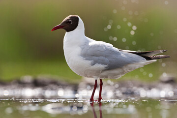 Kokmeeuw, Common Black-headed Gull, Croicocephalus ridibundus