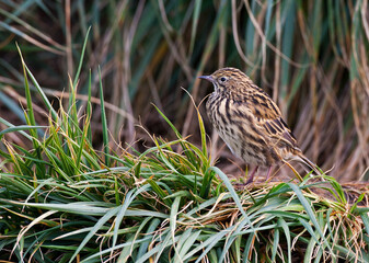 Zuid-Georgische Pieper, South Georgia Pipit, Anthus antarcticus