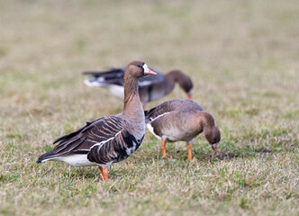 Kolgans, White-fronted Goose, Anser albifrons