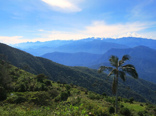 Fototapeta na wymiar Wax Palm, Sierra Nevada, Santa Marta Mountains, Colombia