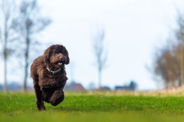 Fototapeta premium Brown labradoodle pup playing with a tennisbal.
