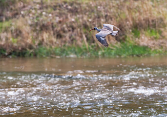 Ibissnavel, Ibisbill, Ibidorhyncha struthersii