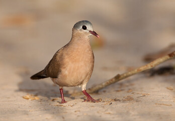 Staalvlekduif, Blue-spotted Wood Dove, Turtur afer