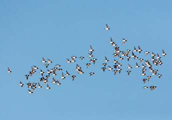 Kleine Alken vliegend boven pakijs; Little Auk's flying above pack ice