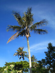 Slaapboom (Palm) / Sleeping Wax Palm; Santa Marta Parakeet, Fundación ProAves, Colombia