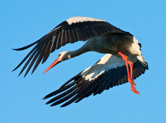 White Stork, Ciconia ciconia, in flight in Romania.