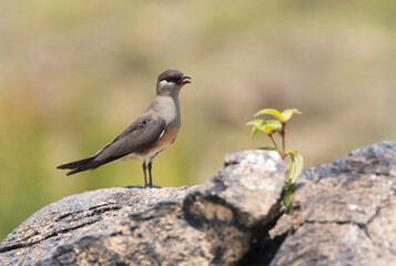 Madagaskarvorkstaartplevier, Madagascar Pratincole, Glareola ocularis