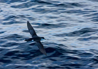 Tapeten Subantarctische Kleine Pijlstormvogel, Subantarctic Little Shearwater, Puffinus elegans © Marc