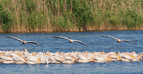 Roze Pelikaan, Great White Pelican