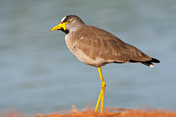 Lelkievit, Wattled Lapwing, Vanellus senegallus