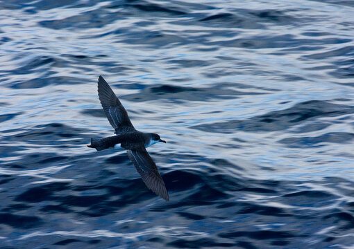 Subantarctische Kleine Pijlstormvogel, Subantarctic Little Shearwater, Puffinus elegans