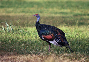 Ocellated Turkey, Meleagris ocellata, walking on a lawn at Tikal, Guatemala.