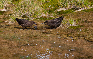 Subantarctische Grote Jager, Subantarctic Skua, Stercorarius antarcticus