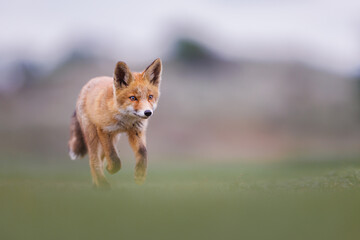 a young red fox running through the fields
