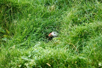 Atlantic puffins on Mykines, Faroe Islands