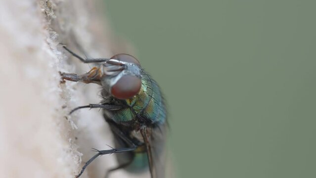 The big eyes of the black fly bug on a closer look in Estonia