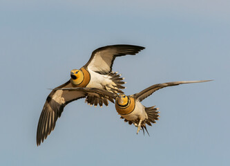 Pin-tailed Sandgrouse, Pterocles alchata