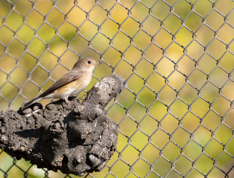 Red-breasted Flycatcher, Ficedula parva