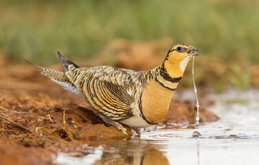 Pin-tailed Sandgrouse, Pterocles alchata