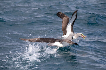 Northern Buller's Albatross, Thalassarche bulleri platei