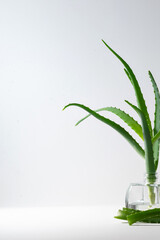 Aloe vera plant leaves in the glass jar on white background, minimalist composition with copy space