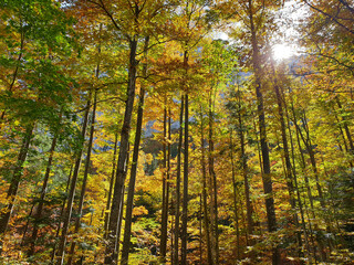 Fototapeta na wymiar high autumn trees at sunny day at Logar valley - Slovenia