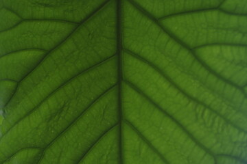 ウンベラータの葉脈