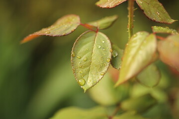 morning dew on a green flower leaf