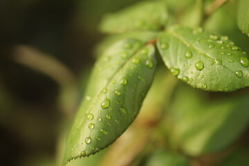 water drops on a leaf