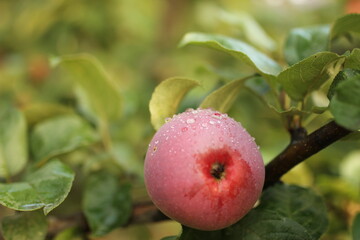 apples on a branch