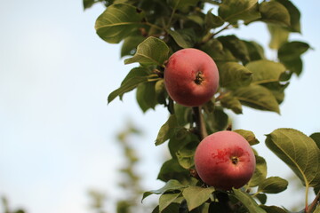 apples on tree
