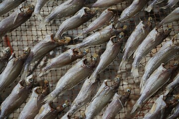 Aerial view group of salty fish dried by the heat of sun