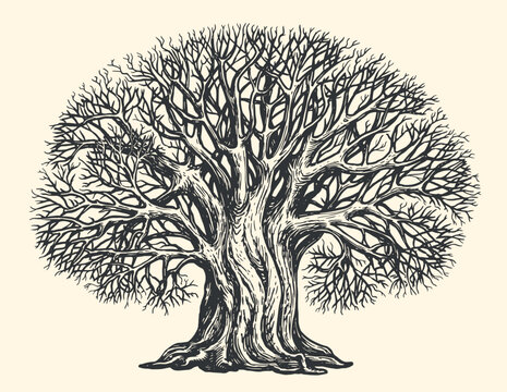 Branched tree without leaves, sketch. Engraved large growing oak. Nature concept. Hand drawn vintage vector illustration