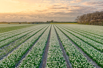 Fototapeta na wymiar Field of white tulips in The Netherlands at sunset.