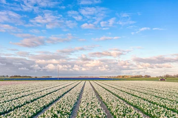 Schilderijen op glas Cloudscape above a field of white tulips in The Netherlands during spring. © Alex de Haas