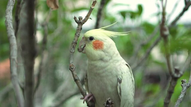 Female cockatiel parrot bird playing on a branch of tree. Cockatiels are gentle, affectionate pets.