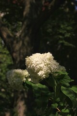 White flowers growing in the sun light.