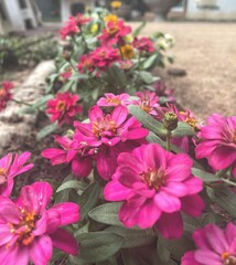 Beautiful of pink chrysanthemum flowers