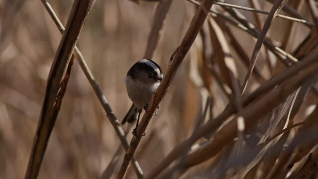 A Long-Tailed Tit foraging For Food.
