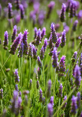 Obraz premium Flowers lavender at Field. Shallow depth of field