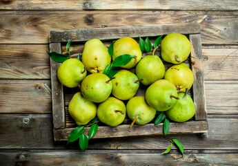 Ripe pears with leaves in tray.