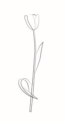 Tulip flower line art. Minimalist contour drawing. One line artwork.