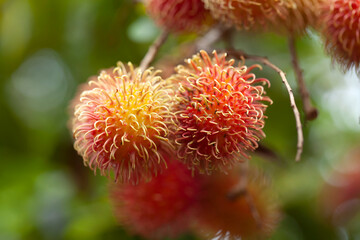 Rambutan Fruit